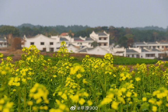 不過(guò)圣誕節(jié)的這座湘南小城，把中國(guó)傳承千年的春分民俗過(guò)得比春節(jié)還熱鬧